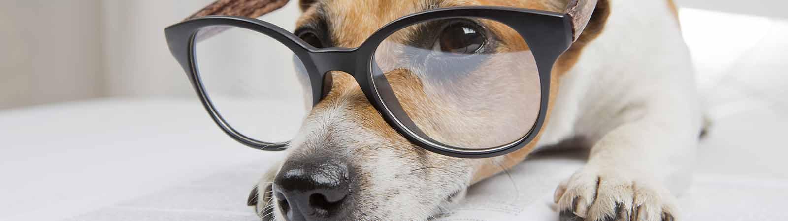 header_trainingen-(1)