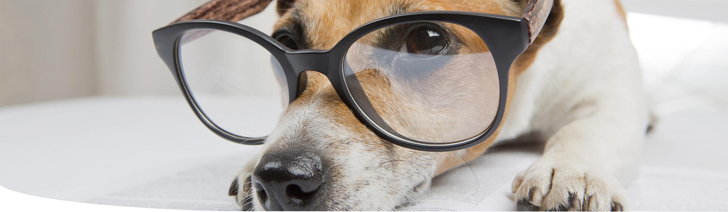 headerimage-website-training